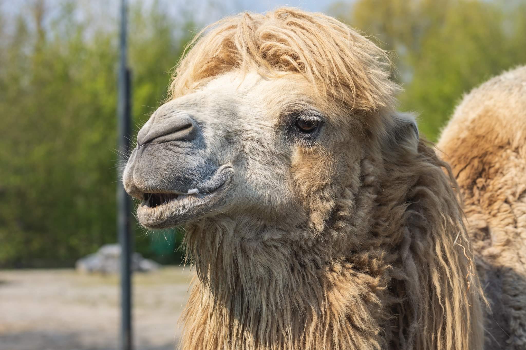 Joep