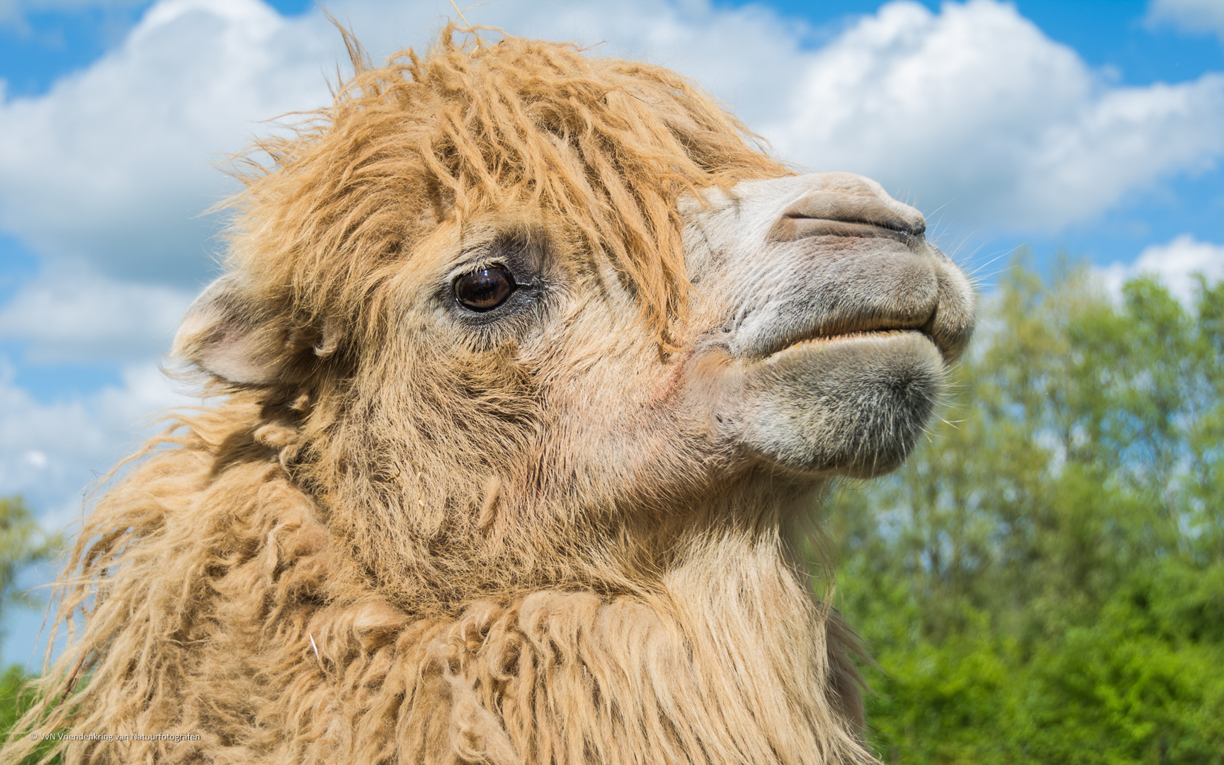 Joep