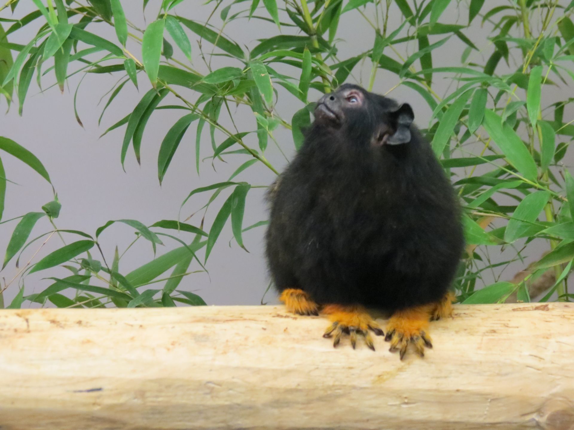 Roodhandtamarin