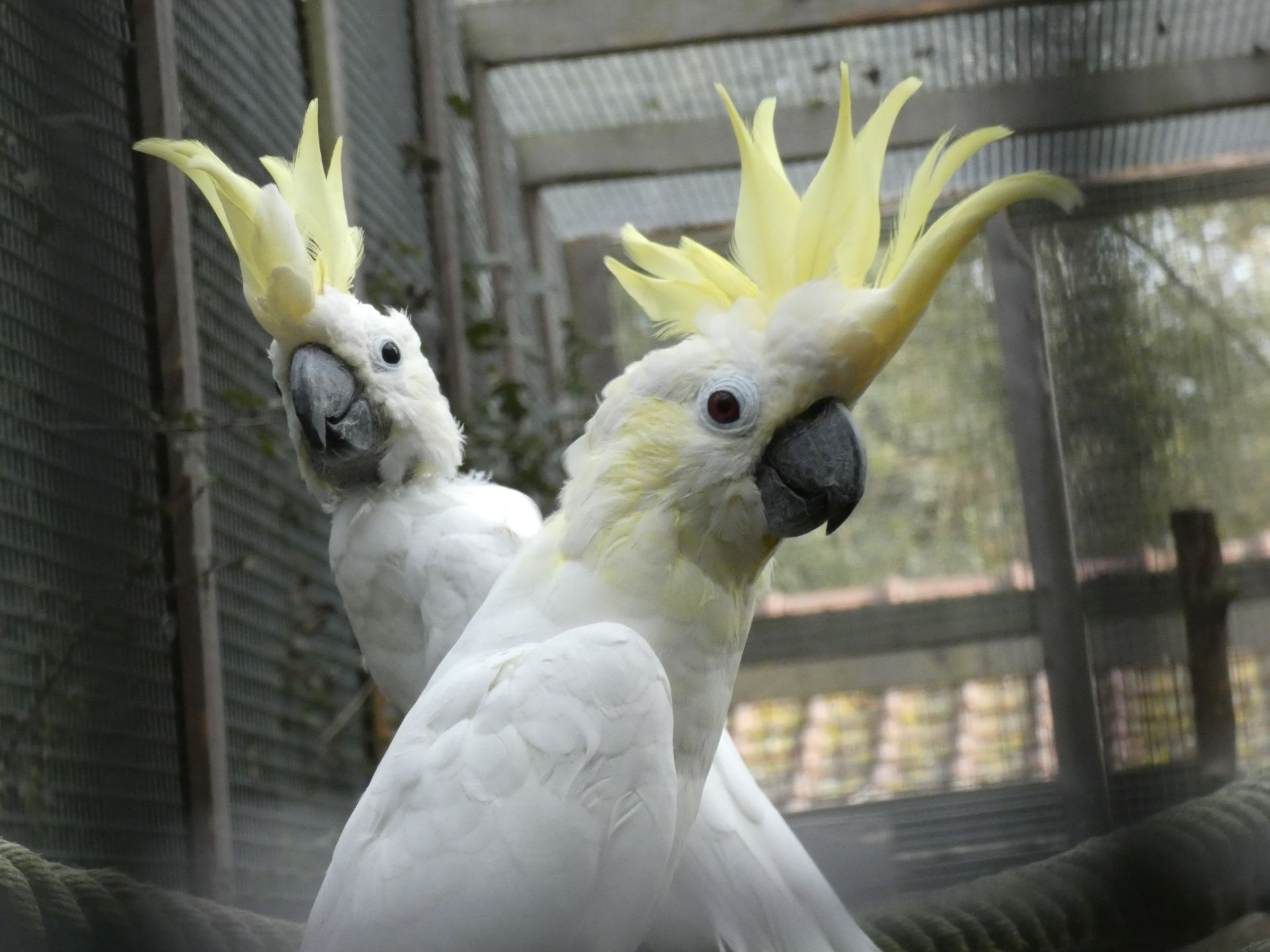 Kleine geelkuifkaketoe